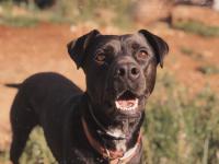 ZAYRA