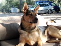 ENZO