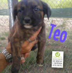 TEO TEO