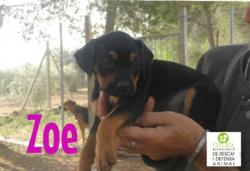 ZOE ZOE