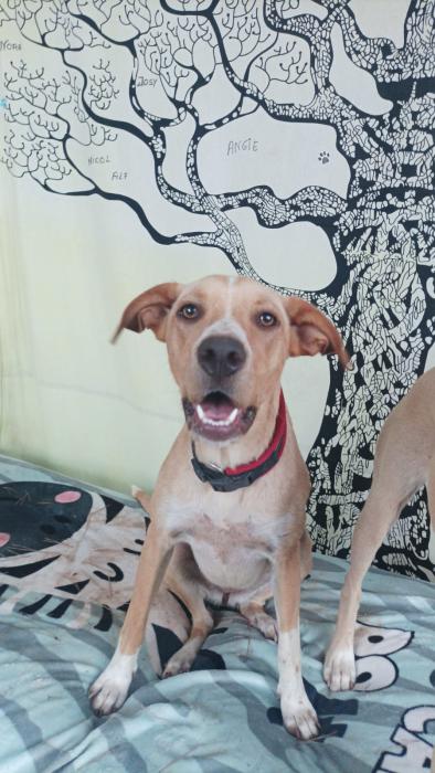 Nala Nala
